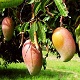 This is the thumbnail of the item